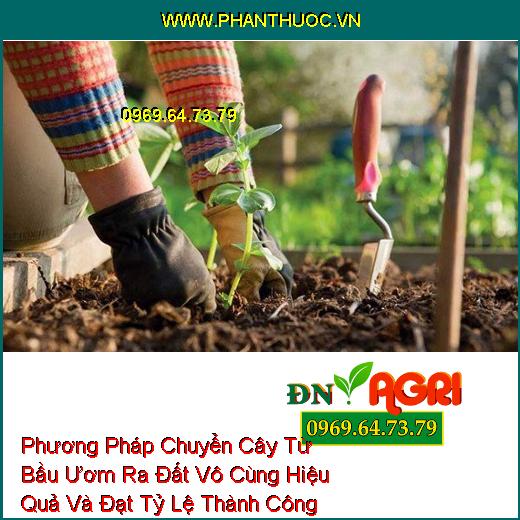 Phương Pháp Chuyển Cây Từ Bầu Ươm Ra Đất Vô Cùng Hiệu Quả Và Đạt Tỷ Lệ Thành Công 100%