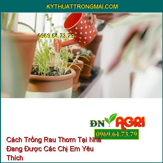 Cách Trồng Rau Thơm Tại Nhà Đang Được Các Chị Em Yêu Thích