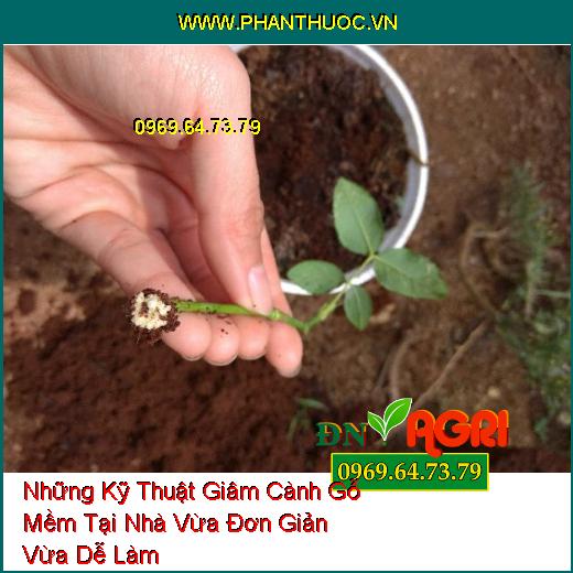 Những Kỹ Thuật Giâm Cành Gỗ Mềm Tại Nhà Vừa Đơn Giản Vừa Dễ Làm