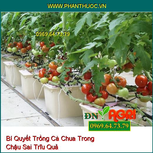 Bí Quyết Trồng Cà Chua Trong Chậu Sai Trĩu Quả