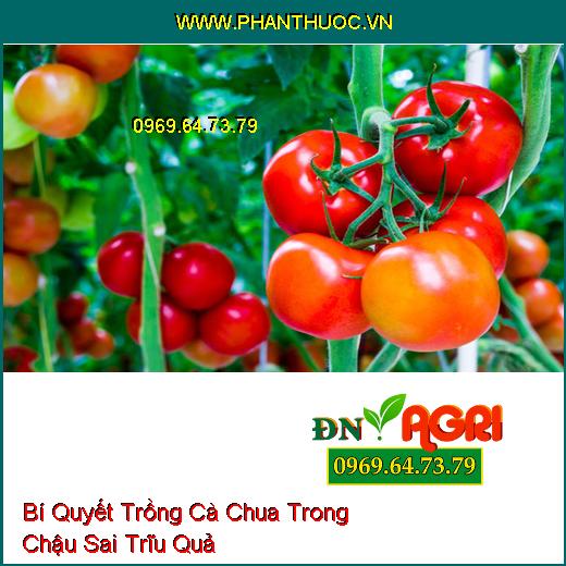 Bí Quyết Trồng Cà Chua Trong Chậu Sai Trĩu Quả