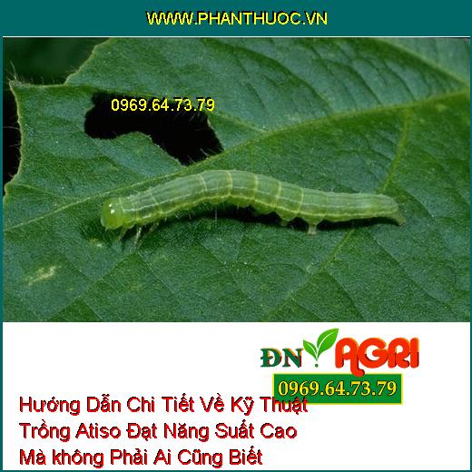 Hướng Dẫn Chi Tiết Về Kỹ Thuật Trồng Atiso Đạt Năng Suất Cao Mà không Phải Ai Cũng Biết