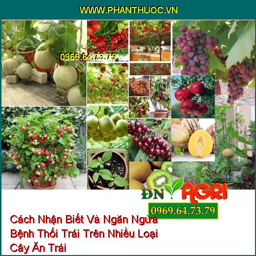 Cách Nhận Biết Và Ngăn Ngừa Bệnh Thối Trái Trên Nhiều Loại Cây Ăn Trái