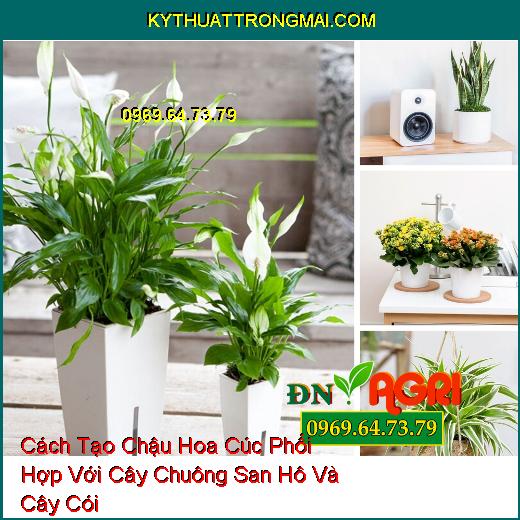 Cách Tạo Chậu Hoa Cúc Phối Hợp Với Cây Chuông San Hô Và Cây Cói 