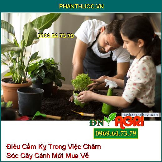 4 Điều Cấm Kỵ Trong Việc Chăm Sóc Cây Cảnh Mới Mua Về 