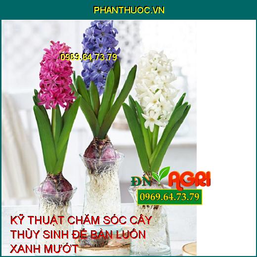 KỸ THUẬT CHĂM SÓC CÂY THỦY SINH ĐỂ BÀN LUÔN XANH MƯỚT