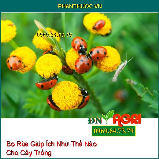 Bọ Rùa Giúp Ích Như Thế Nào Cho Cây Trồng