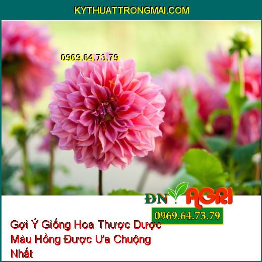 Gợi Ý Giống Hoa Thược Dược Màu Hồng Được Ưa Chuộng Nhất