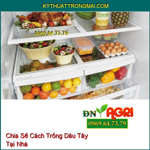 Chia Sẽ Cách Trồng Dâu Tây Tại Nhà