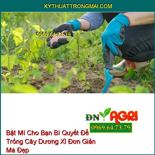 Hiện nay, việc trồng cây dương xỉ trong nhà đang trở thành một xu hướng hot do khả năng khử độc và giảm ô nhiễm nhanh chóng của loại cây này.