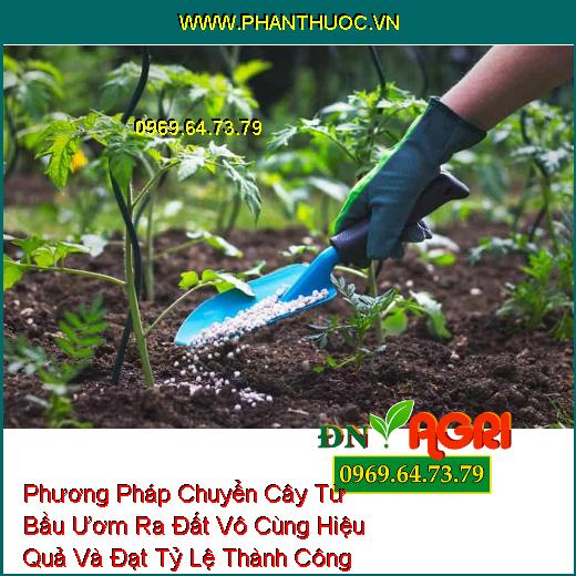 Phương Pháp Chuyển Cây Từ Bầu Ươm Ra Đất Vô Cùng Hiệu Quả Và Đạt Tỷ Lệ Thành Công 100%