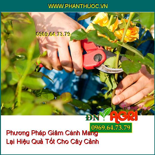 Phương Pháp Giâm Cành Mang Lại Hiệu Quả Tốt Cho Cây Cảnh 