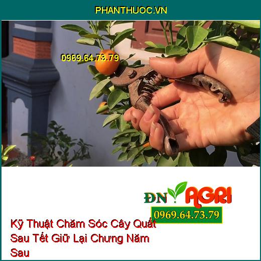 Kỹ Thuật Chăm Sóc Cây Quất Sau Tết Giữ Lại Chưng Năm Sau