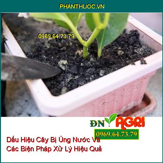 Dấu Hiệu Cây Bị Úng Nước Và Các Biện Pháp Xử Lý Hiệu Quả