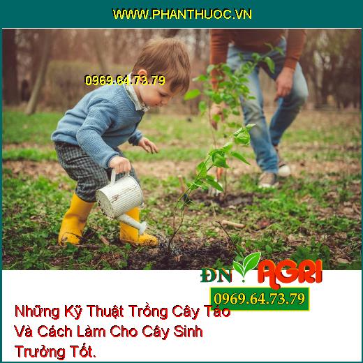 Những Kỹ Thuật Trồng Cây Táo Và Cách Làm Cho Cây Sinh Trưởng Tốt.