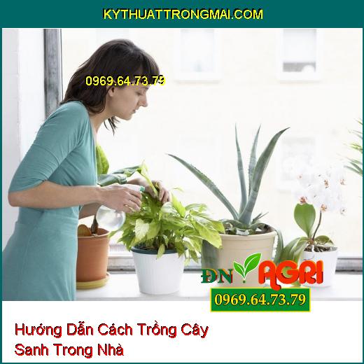 Hướng Dẫn Cách Trồng Cây Sanh Trong Nhà Tạo Nên Không Gian Sống Xanh Mát