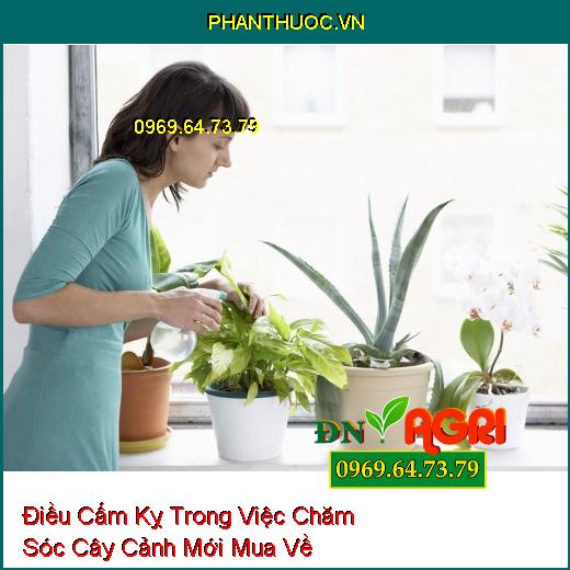 4 Điều Cấm Kỵ Trong Việc Chăm Sóc Cây Cảnh Mới Mua Về 