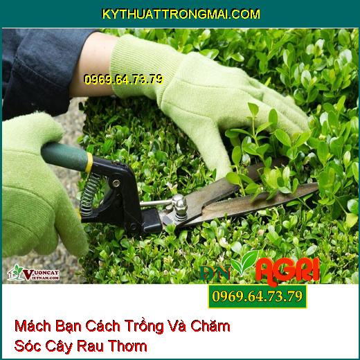 Mách Bạn Cách Trồng Và Chăm Sóc Cây Rau Thơm 