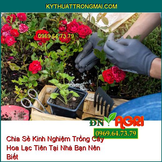 Chia Sẻ Kinh Nghiệm Trồng Cây Hoa Lạc Tiên Tại Nhà Bạn Nên Biết