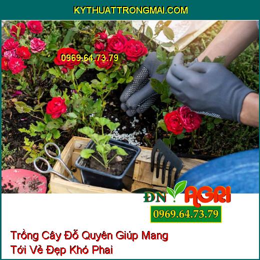 Trồng Cây Đỗ Quyên Giúp Mang Tới Vẻ Đẹp Khó Phai