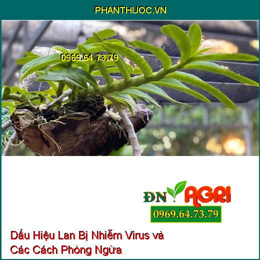 Dấu Hiệu Lan Bị Nhiễm Virus và Các Cách Phòng Ngừa