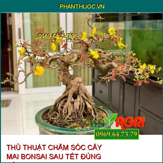 THỦ THUẬT CHĂM SÓC CÂY  MAI BONSAI SAU TẾT ĐÚNG CÁCH