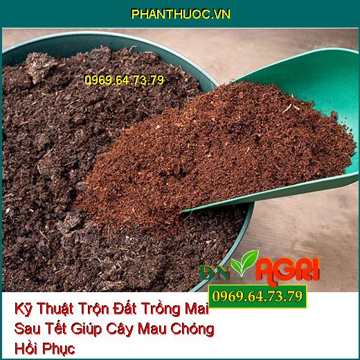 Kỹ Thuật Trộn Đất Trồng Mai Sau Tết Giúp Cây Mau Chóng Hồi Phục