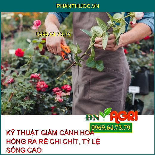 KỸ THUẬT GIÂM CÀNH HOA HỒNG RA RỄ CHI CHÍT, TỶ LỆ SỐNG CAO