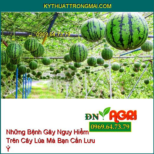 Những Bệnh Gây Nguy Hiểm Trên Cây Lúa Mà Bạn Cần Lưu Ý