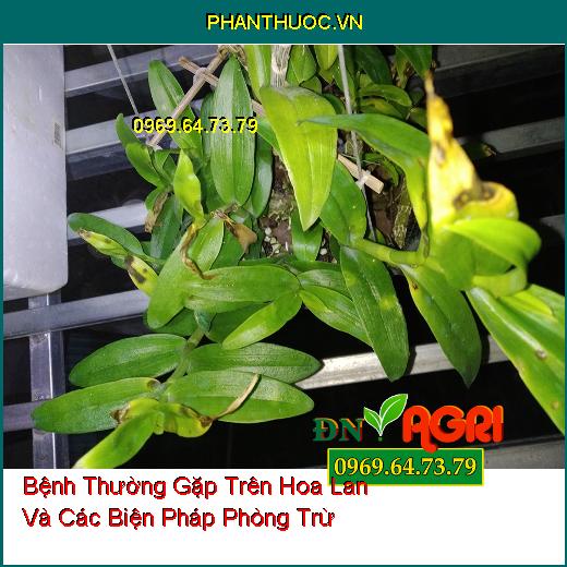 Bệnh Thường Gặp Trên Hoa Lan Và Các Biện Pháp Phòng Trừ