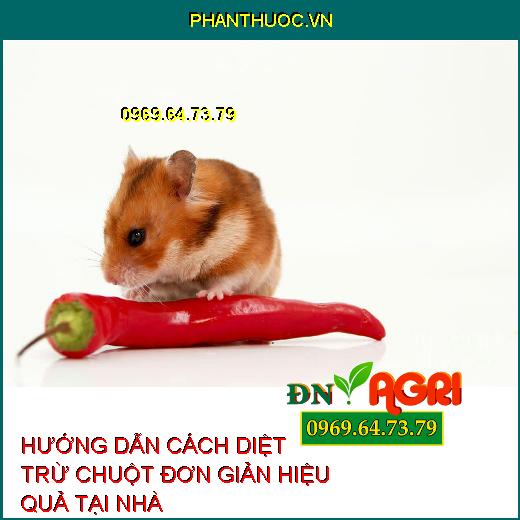 HƯỚNG DẪN CÁCH DIỆT TRỪ CHUỘT ĐƠN GIẢN HIỆU QUẢ TẠI NHÀ