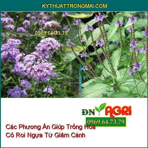 Các Phương Án Giúp Trồng Hoa Cỏ Roi Ngựa Từ Giâm Cành