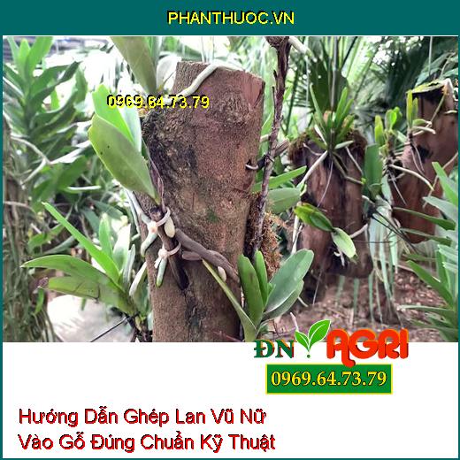 Hướng Dẫn Ghép Lan Vũ Nữ Vào Gỗ Đúng Chuẩn Kỹ Thuật