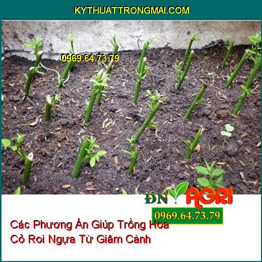 Các Phương Án Giúp Trồng Hoa Cỏ Roi Ngựa Từ Giâm Cành