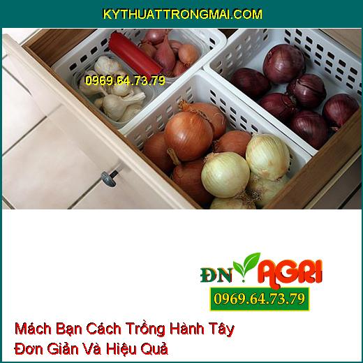 Mách Bạn Cách Trồng Hành Tây Đơn Giản Và Hiệu Quả