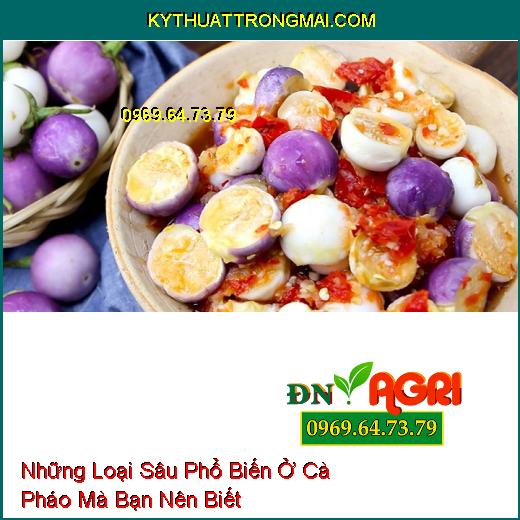 Những Loại Sâu Phổ Biến Ở Cà Pháo Mà Bạn Nên Biết