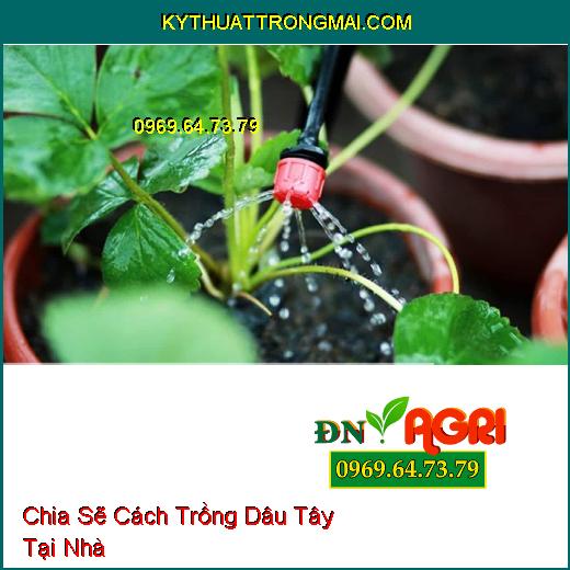 Chia Sẽ Cách Trồng Dâu Tây Tại Nhà