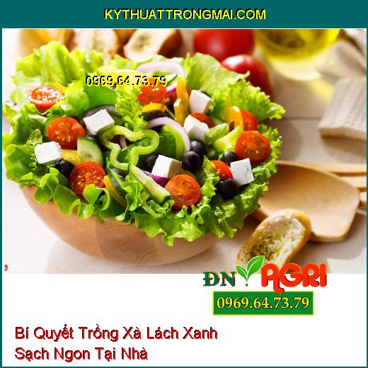 Bí Quyết Trồng Xà Lách Xanh Sạch Ngon Tại Nhà