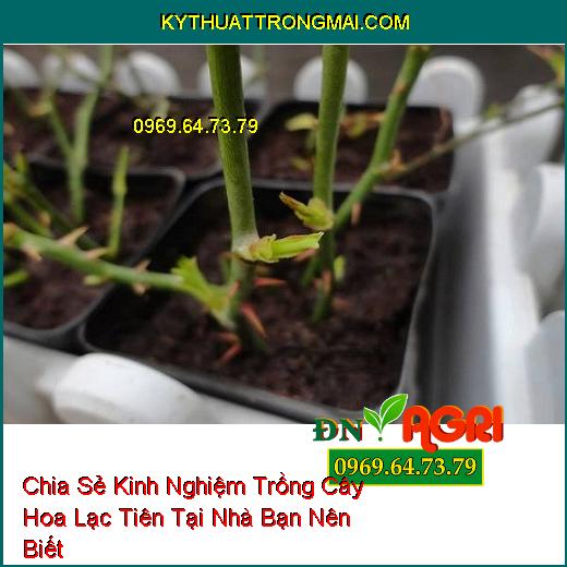 Chia Sẻ Kinh Nghiệm Trồng Cây Hoa Lạc Tiên Tại Nhà Bạn Nên Biết