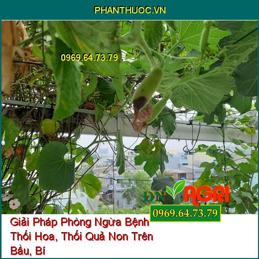 Giải Pháp Phòng Ngừa Bệnh Thối Hoa, Thối Quả Non Trên Bầu, Bí