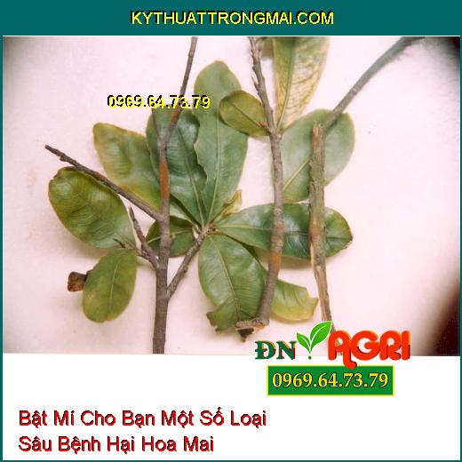 Bật Mí Cho Bạn Một Số Loại Sâu Bệnh Hại Hoa Mai