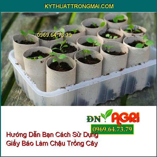 Hướng Dẫn Bạn Cách Sử Dụng Giấy Báo Làm Chậu Trồng Cây