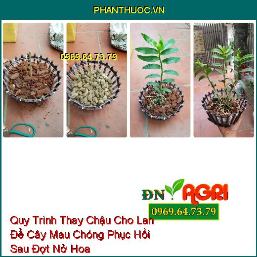 Quy Trình Thay Chậu Cho Lan Để Cây Mau Chóng Phục Hồi Sau Đợt Nở Hoa