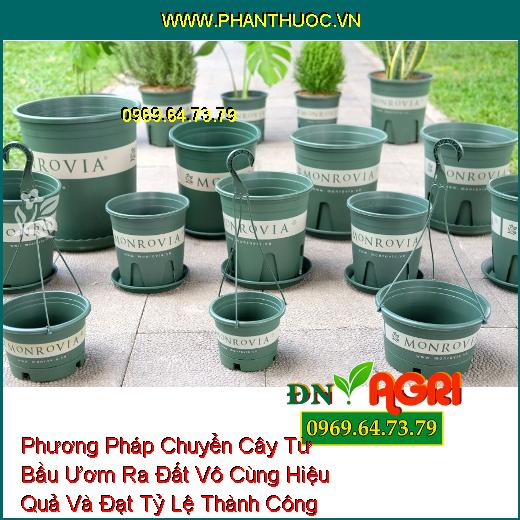 Phương Pháp Chuyển Cây Từ Bầu Ươm Ra Đất Vô Cùng Hiệu Quả Và Đạt Tỷ Lệ Thành Công 100%