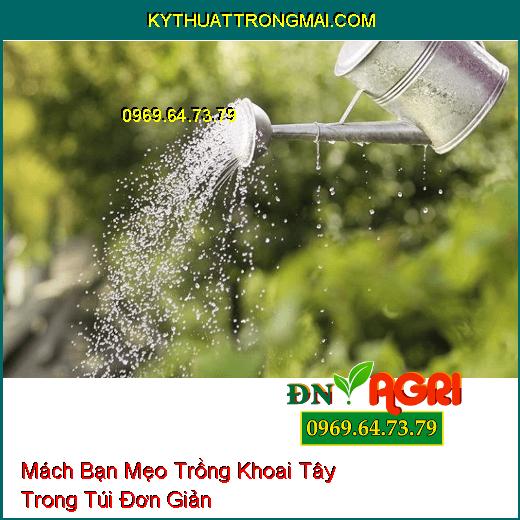 Mách Bạn Mẹo Trồng Khoai Tây Trong Túi Đơn Giản Mà Ai Ai Cũng Phải Biết  