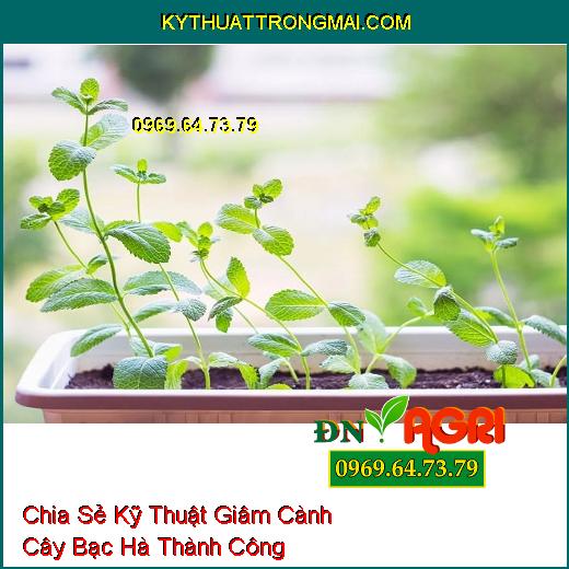 Chia Sẻ Kỹ Thuật Giâm Cành Cây Bạc Hà Thành Công Mà Không Phải Ai Cũng Biết