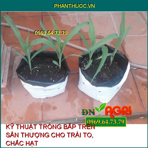 KỸ THUẬT TRỒNG BẮP TRÊN SÂN THƯỢNG CHO TRÁI TO, CHẮC HẠT 