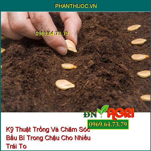 Kỹ Thuật Trồng Và Chăm Sóc Bầu Bí Trong Chậu Cho Nhiều Trái To