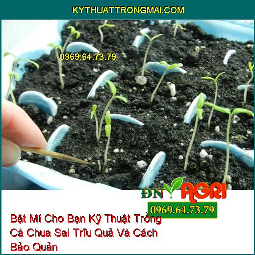 Bật Mí Cho Bạn Kỹ Thuật Trồng Cà Chua Sai Trĩu Quả Và Cách Bảo Quản