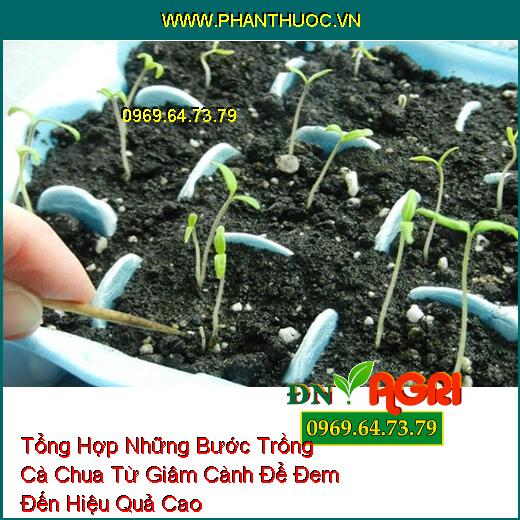 Tổng Hợp Những Bước Trồng Cà Chua Từ Giâm Cành Để Đem Đến Hiệu Quả Cao